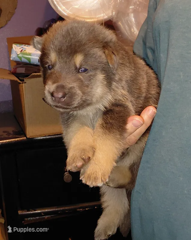 Blue, a male German Shepherd Dog for sale in Decatur, IN – Photo 1 of 4