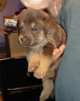 Blue, a male German Shepherd Dog for sale in Decatur, IN – Photo 1 of 4