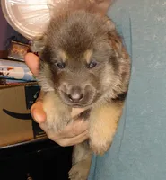Blue, a male German Shepherd Dog for sale in Decatur, IN – Photo 2 of 4