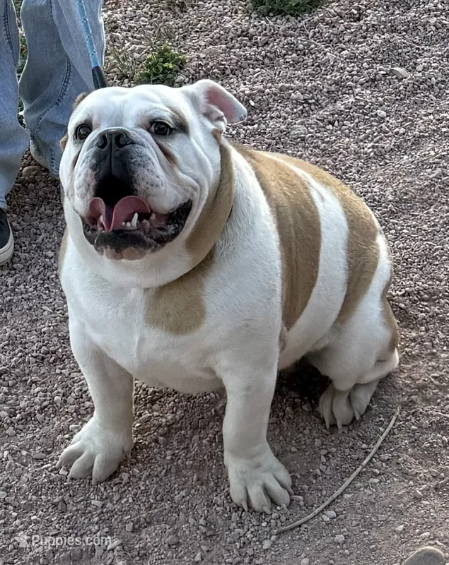 Marsh(Melo) – English Bulldog puppy for sale in Colorado Springs, CO