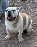 Marsh(Melo), a male English Bulldog for sale in Colorado Springs, CO – 1 of 4