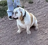Marsh(Melo), a male English Bulldog for sale in Colorado Springs, CO – 3 of 4