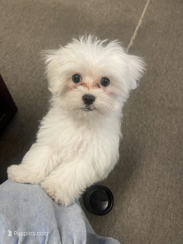 Brewski – Maltese puppy for sale in Gardena, CA
