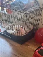 Brewski, a male Maltese for sale in Gardena, CA – 4 of 5