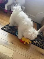 Brewski, a male Maltese for sale in Gardena, CA – 2 of 5