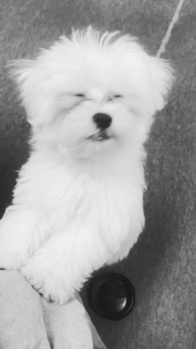 Brewski, a male Maltese for sale in Gardena, CA – 5 of 5
