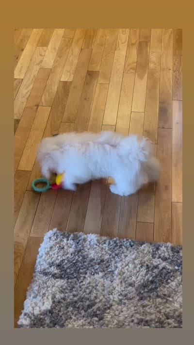 Brewski, a male Maltese for sale in Gardena, CA – 3 of 5