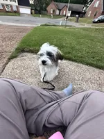 Srormy, a female Shih Tzu for sale in Germantown, TN – Photo 4 of 10