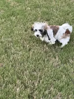 Srormy, a female Shih Tzu for sale in Germantown, TN – Photo 10 of 10