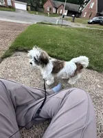 Srormy, a female Shih Tzu for sale in Germantown, TN – Photo 7 of 10