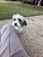 Srormy, a female Shih Tzu for sale in Germantown, TN – Photo 5 of 10