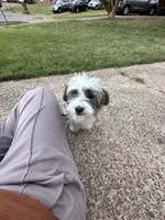 Srormy, a female Shih Tzu for sale in Germantown, TN – Photo 9 of 10