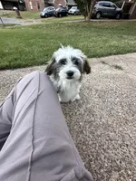 Srormy, a female Shih Tzu for sale in Germantown, TN – Photo 8 of 10