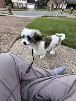 Srormy, a female Shih Tzu for sale in Germantown, TN – Photo 6 of 10