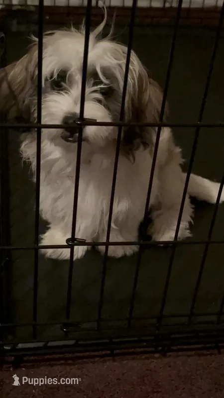 Srormy – Shih Tzu puppy for sale in Germantown, TN