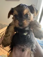 Dex, a male Yorkshire Terrier for sale in Jacksonville Beach, FL – Photo 2 of 3