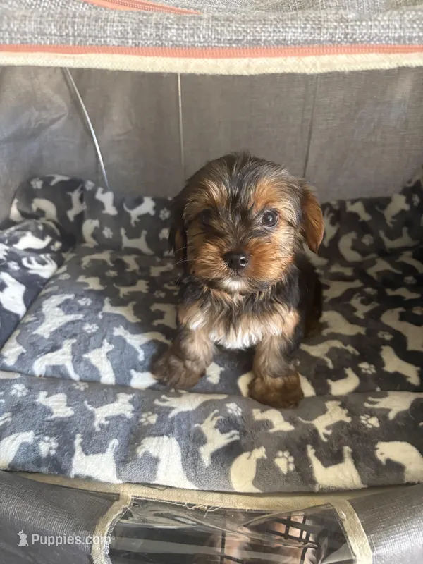 Dex, a male Yorkshire Terrier for sale in Jacksonville Beach, FL – Photo 1 of 3