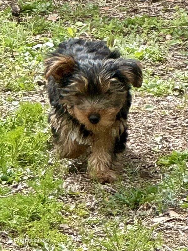 Dex – Yorkshire Terrier puppy for sale in Jacksonville Beach, FL