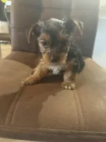 Dex, a male Yorkshire Terrier for sale in Jacksonville Beach, FL – Photo 3 of 3