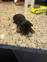 San San, a female Yorkshire Terrier for sale in Jacksonville Beach, FL – Photo 3 of 4