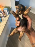 San San, a female Yorkshire Terrier for sale in Jacksonville Beach, FL – Photo 4 of 4