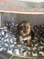 San San, a female Yorkshire Terrier for sale in Jacksonville Beach, FL – Photo 1 of 4