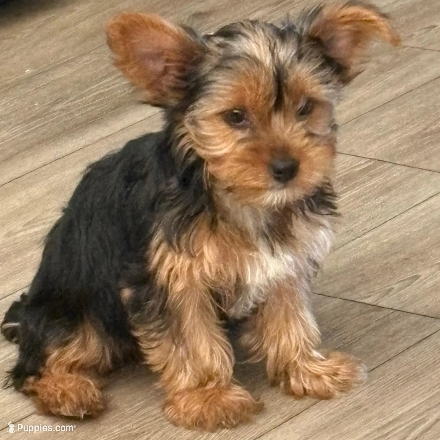San San – Yorkshire Terrier puppy for sale in Jacksonville Beach, FL