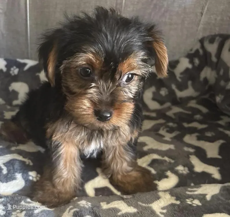 Dino , a female Yorkshire Terrier for sale in Jacksonville Beach, FL – Photo 1 of 1