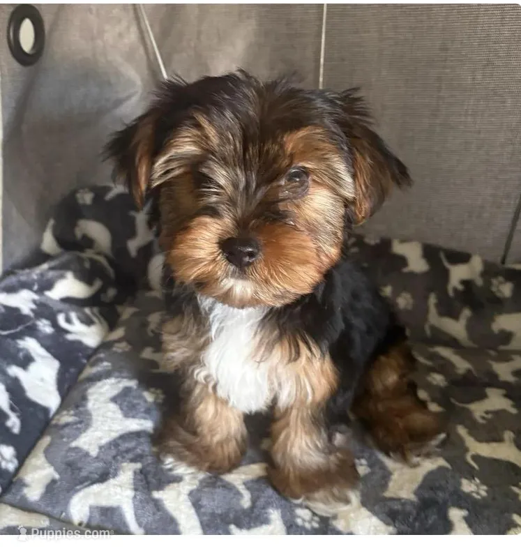 Rex, a male Yorkshire Terrier for sale in Jacksonville Beach, FL – Photo 1 of 3