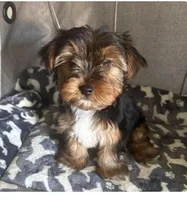 Rex, a male Yorkshire Terrier for sale in Jacksonville Beach, FL – Photo 1 of 3