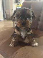 Rex, a male Yorkshire Terrier for sale in Jacksonville Beach, FL – Photo 2 of 3