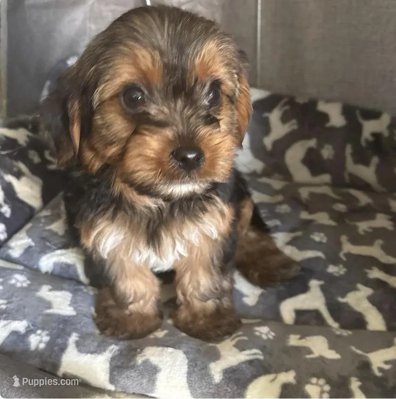 AJ, a male Yorkshire Terrier for sale in Jacksonville Beach, FL – Photo 1 of 1