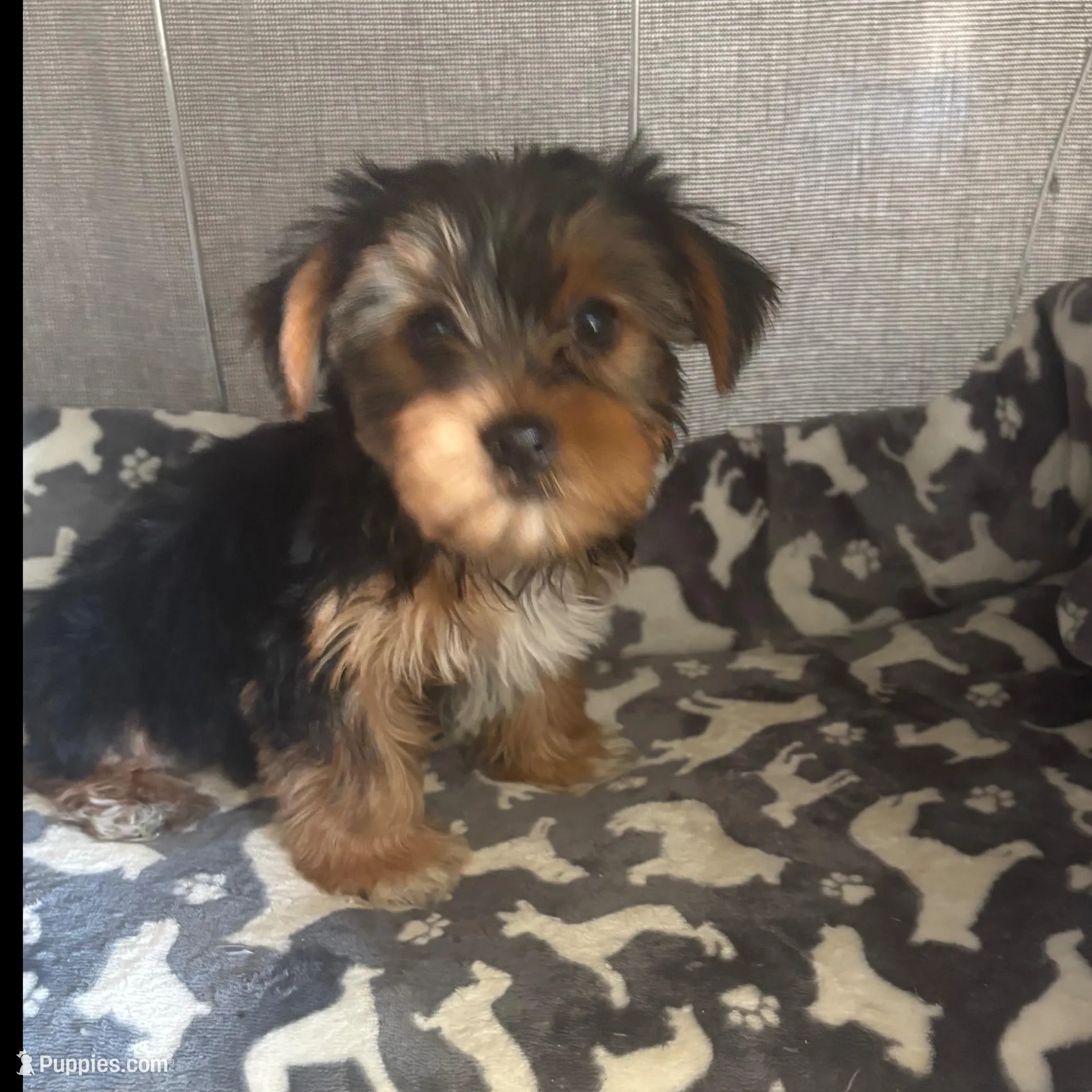 Ann, a female Yorkshire Terrier for sale in Jacksonville Beach, FL – Photo 1 of 3