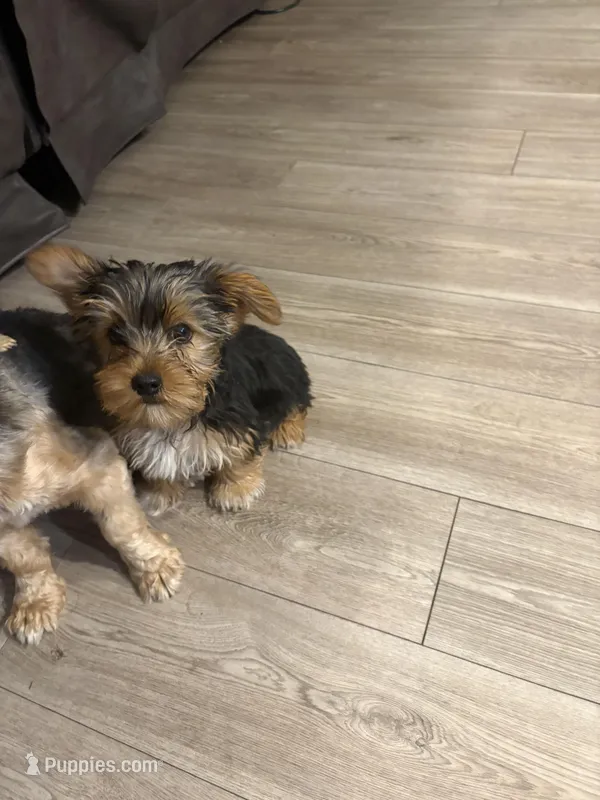 Ann – Yorkshire Terrier puppy on hold in Jacksonville Beach, FL