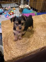 Violet , a female Yorkshire Terrier for sale in Laurel Fork, VA – 2 of 7