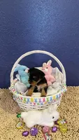Violet , a female Yorkshire Terrier for sale in Laurel Fork, VA – 5 of 7
