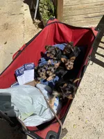 Violet , a female Yorkshire Terrier for sale in Laurel Fork, VA – 6 of 7