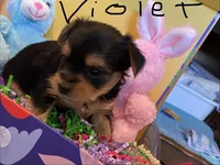 Violet , a female Yorkshire Terrier for sale in Laurel Fork, VA – 3 of 7