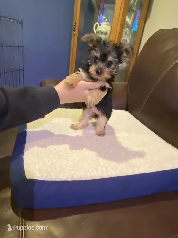 Violet  – Yorkshire Terrier puppy for sale in Laurel Fork, VA