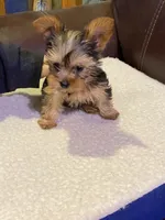 Ginger, a female Yorkshire Terrier for sale in Laurel Fork, VA – 2 of 10