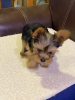 Ginger, a female Yorkshire Terrier for sale in Laurel Fork, VA – 4 of 10