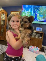 Ginger, a female Yorkshire Terrier for sale in Laurel Fork, VA – 5 of 10