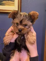 Ginger, a female Yorkshire Terrier for sale in Laurel Fork, VA – 3 of 10