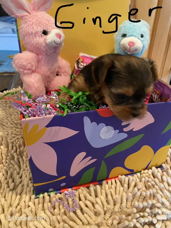 Ginger – Yorkshire Terrier puppy for sale in Laurel Fork, VA