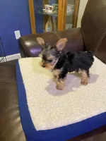 Rosemary , a female Yorkshire Terrier for sale in Laurel Fork, VA – 2 of 10