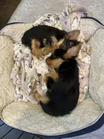 Rosemary , a female Yorkshire Terrier for sale in Laurel Fork, VA – 6 of 10