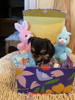 Rosemary , a female Yorkshire Terrier for sale in Laurel Fork, VA – 3 of 10