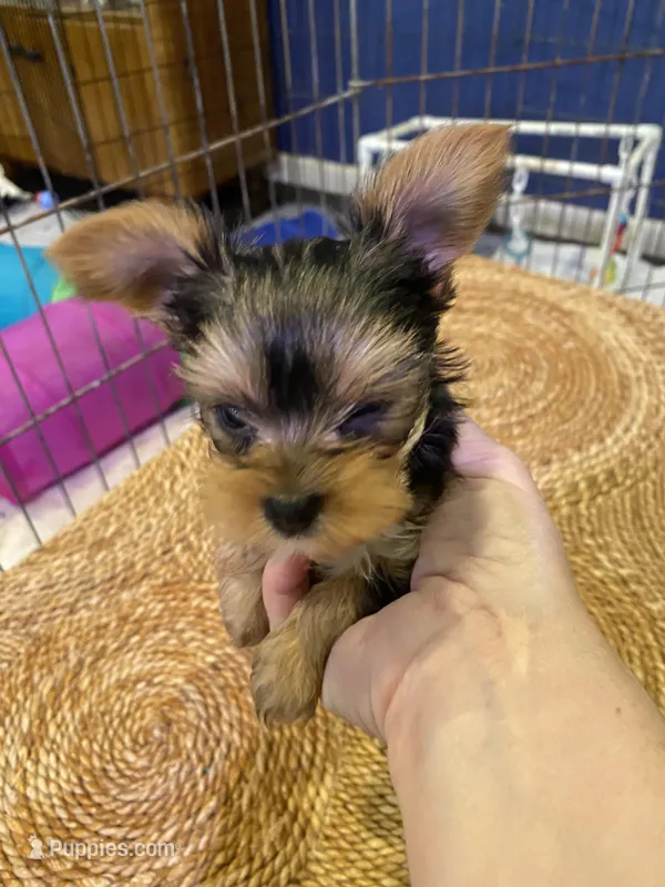 Rosemary  – Yorkshire Terrier puppy for sale in Laurel Fork, VA