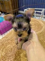Rosemary , a female Yorkshire Terrier for sale in Laurel Fork, VA – 1 of 10