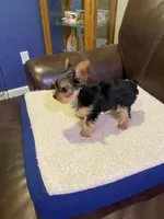 Rosemary , a female Yorkshire Terrier for sale in Laurel Fork, VA – 4 of 10